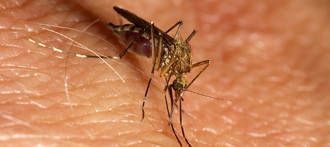 APHL Responds to the Zika Virus